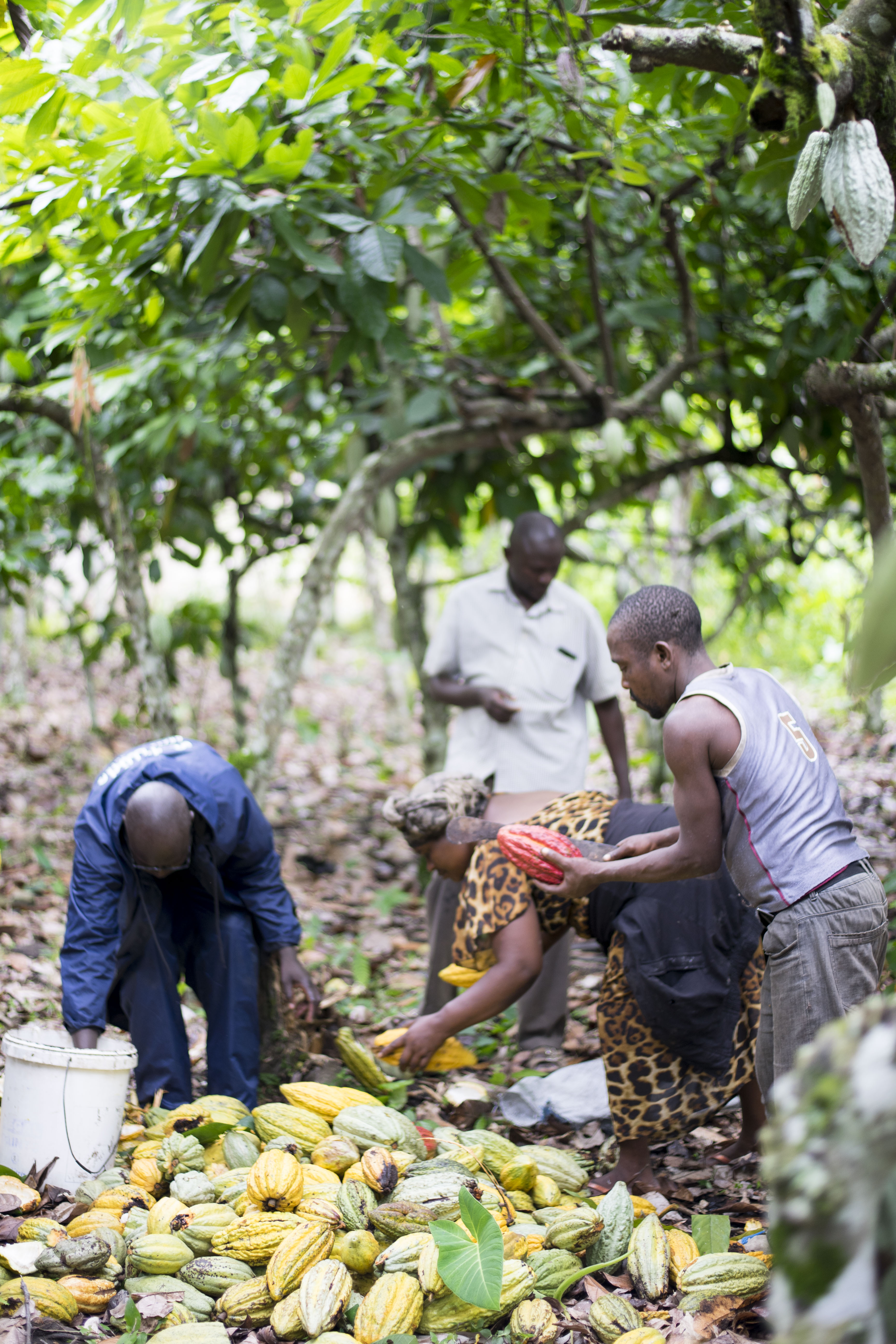 Semuliki Forest Uganda 70 %