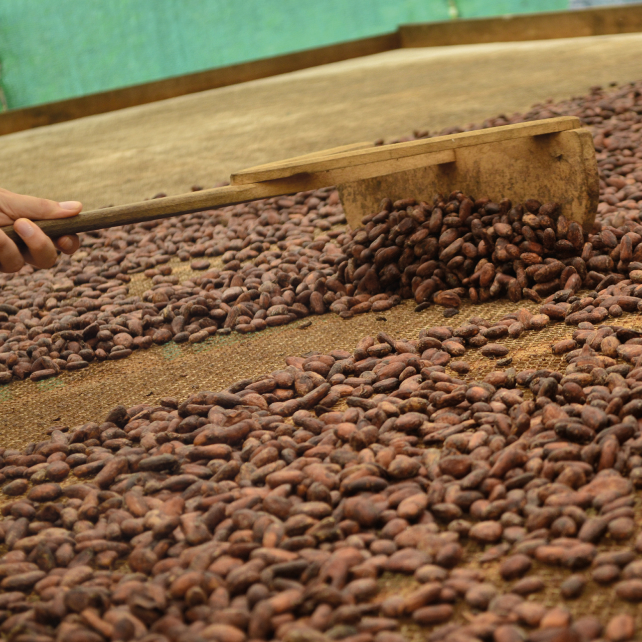 Sambirano Madagascar 70 %