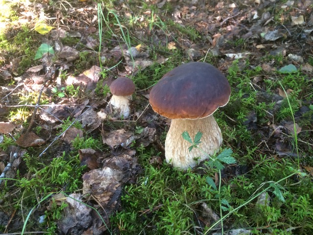 Porcini 67%