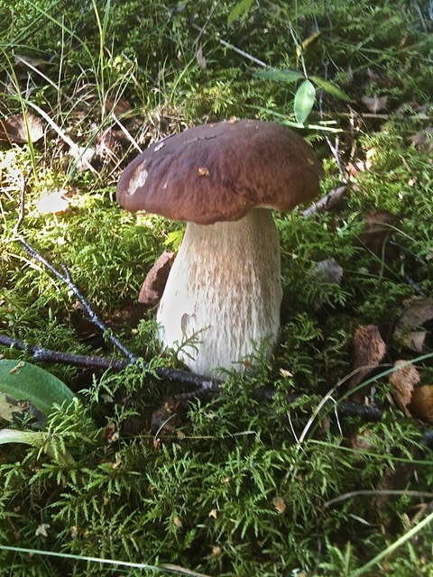 Porcini 67%